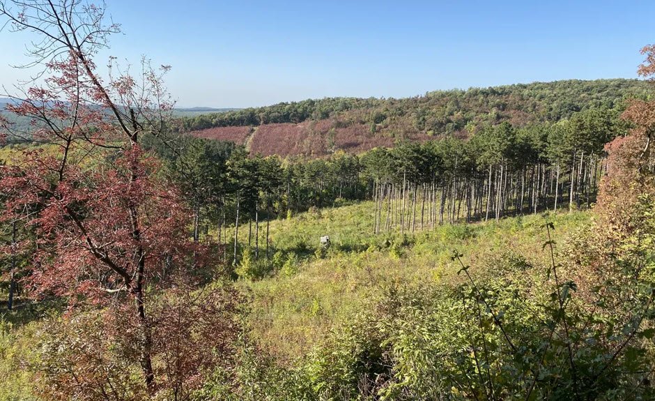 Budakeszi Arboretum, Hungary